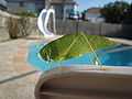 Angle-wing Katydid (Microcentrum), North Texas, Macro mode (PowerShot SD800 IS)