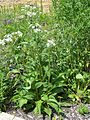 Parthenium integrifolium