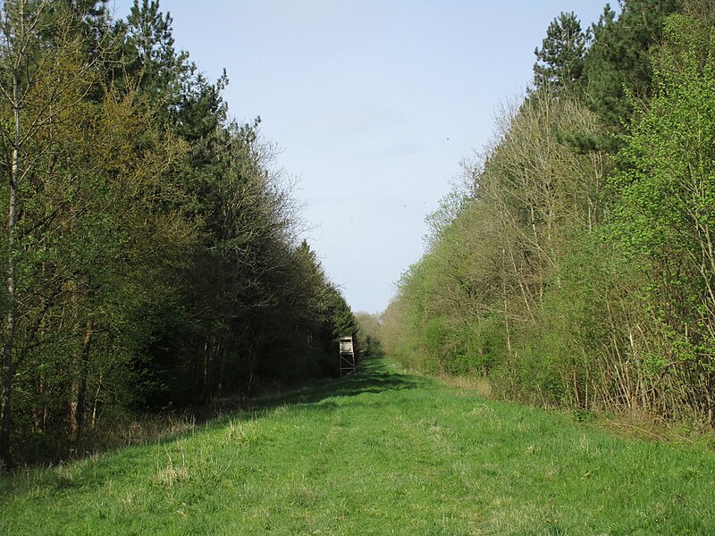 File:The northern ride, Whitfield Wood - geograph.org.uk - 5369372.jpg