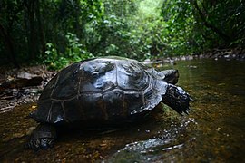 Manouria-emys-asian-forest-tortoise-640x426-1.jpg