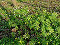 Anemone nemorosa and Anemone ranunculoides combination