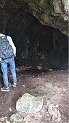 Diaosiyan Cave (10.3897-zookeys.937.49173) Figure 7.jpg