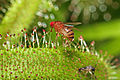 Drosophila melanogaster fly trapped by Drosera capensis