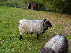 Ovis aries