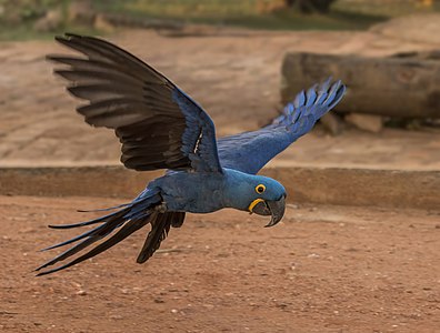 Hyacinth macaw, by Charlesjsharp