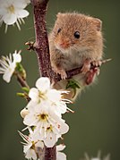 Harvest mouse and blossom.jpg