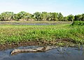 "Kakadu_YellowWaters_Croc.jpg" by User:BrisbanePom