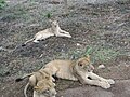 Lions at Bannerghatta National Park