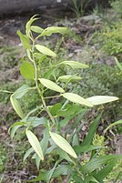 蕾がついた状態の茎葉