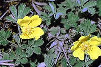 Potentilla arenaria