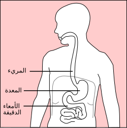 موقع المعدة في جسم الإنسان