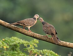 Spotted dove pair 18.jpg