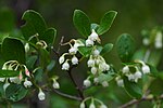 Vaccinium arboreum