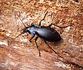 Carabus violaceus