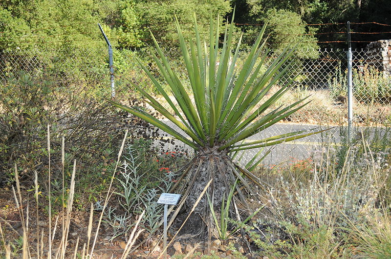 File:Yucca schidigera at Regional Parks Botanical Garden.jpg