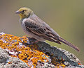 Cinereous bunting