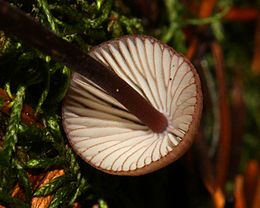 Lamelles de Mycena purpureofusca, vues de dessous.