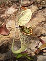 Nepenthes rafflesiana (Nepenthaceae)