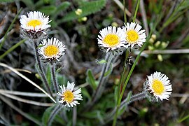 Erigeron