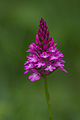 Anacamptis pyramidalis - Suisse.