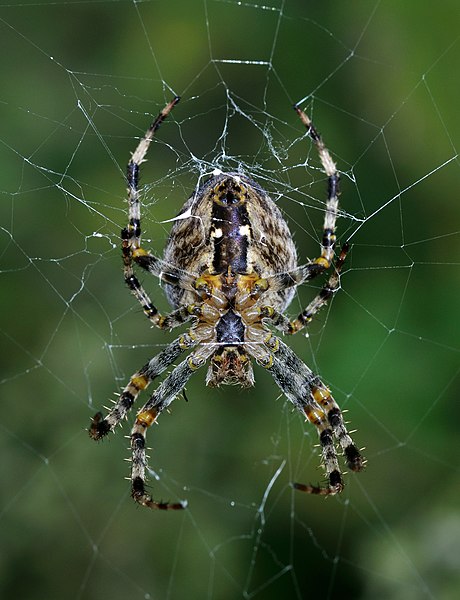 File:Araneus diadematus qtl1.jpg