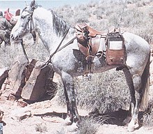 Photo en couleur d'un cheval à la robe blanche harnaché