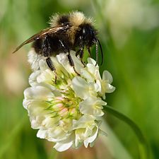 En humla, Bombus barbutellus, pollinerar