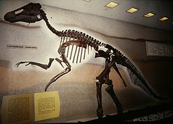 Edmontosaurus annectens holotype in 1978.jpg