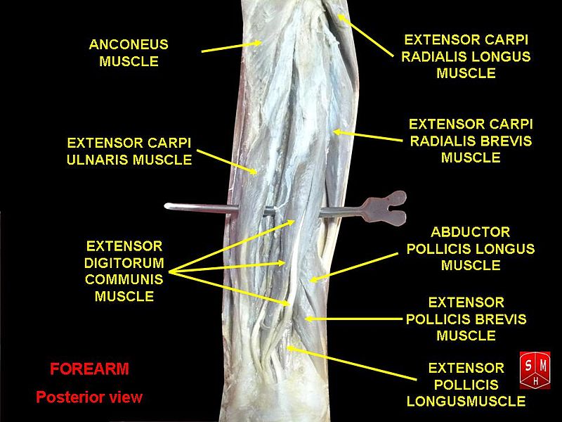 File:Forearm posterior view.jpg