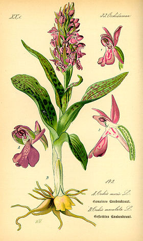 Dactylorhiza maculata