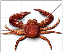 Un « crabe porcelaine » (Pisidia longicornis), du groupe des galathées