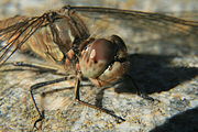 Sympetrum vulgatum