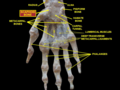 腕關節深層解剖圖，掌面觀。手舟骨為腕隧道（英语：Carpal tunnel）拇指側的邊界。