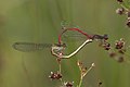 * Nomination Small red damselflies (Ceriagrion tenellum) mating, female form typica, Hampshire --Charlesjsharp 11:10, 19 August 2016 (UTC) * Promotion Good quality. --Jkadavoor 13:35, 19 August 2016 (UTC)