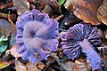 Laccaria amethystina