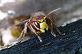 Hornet (Vespa crabro), shot in Groesbeek, Netherlands