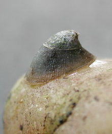 AF 40002 D Ancylus fluviatilis b.jpg