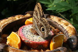 Butterfly 053.JPG