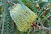 Banksia speciosa, San Francisco Botanical Garden