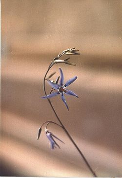 Gnao Conanthera bifolia