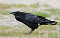 Ronk (Corvus corax)