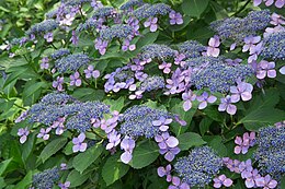 Hydrangea macrophylla f. normalis (Wilson) Hara