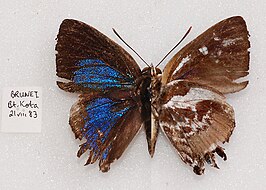 Iraota rochana