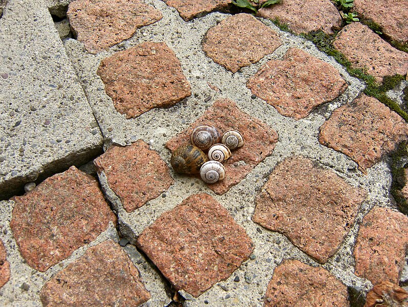 File:Snails.6478.JPG