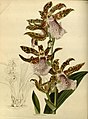 Zygopetalum crinitum plate 1687 in: The Botanical Cabinet Conrad Loddiges & Son London (1817-1833)