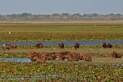 2007 02 Capybaras 05.jpg