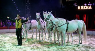 Karsten Berdino med Cirkus Arenas heste.