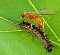 Aleiodes indiscretus ovipositing in its host, a spongy moth caterpillar