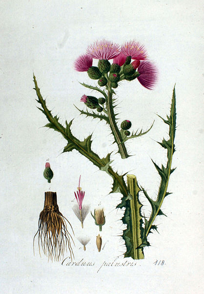 File:Carduus palustris — Flora Batava — Volume v2.jpg