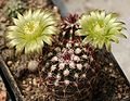 Ехіноцереус зеленоквітковий (Echinocereus triglochidiatus)